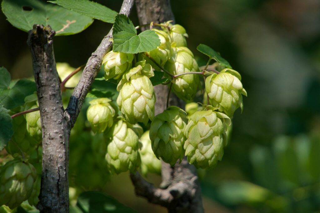 Close-up of vibrant green hop cones on a vine, Schenna, Italy, ideal for brewing themes.